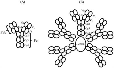 The evolution of flexibility and function in the Fc domains of IgM, IgY, and IgE